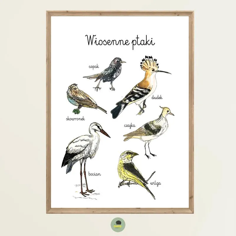 Kiedy przybywają wiosenne ptaki? Najwcześniej przylatujące gatunki w Polsce