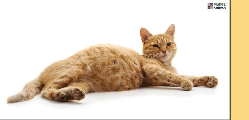 Czas trwania ciąży u kotów – co warto wiedzieć przed narodzinami kociąt?