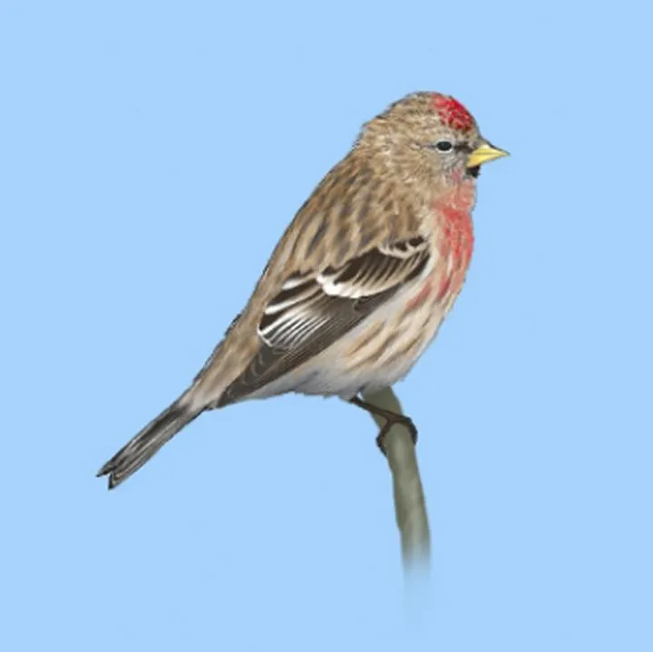 Czeczotka – ptak z dalekich krajów, skąd przylatuje do nas?