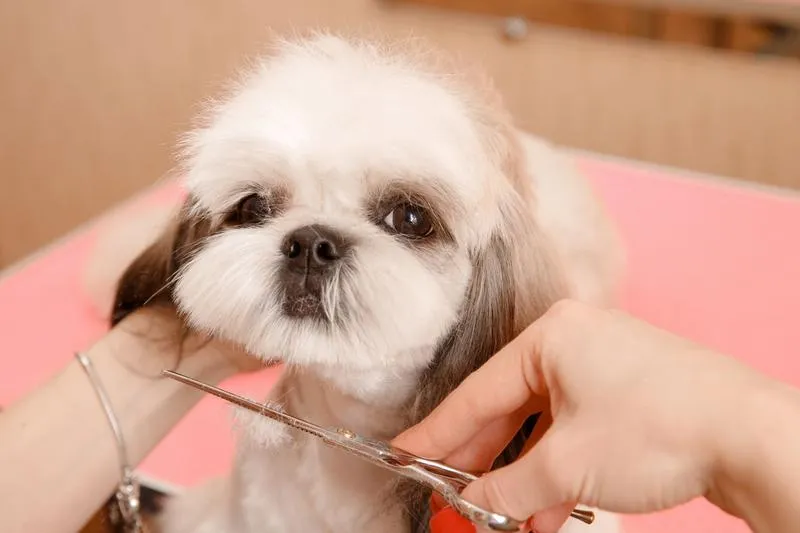 Czego unikać w diecie psa rasy shih tzu? Kluczowe informacje dla każdego właściciela