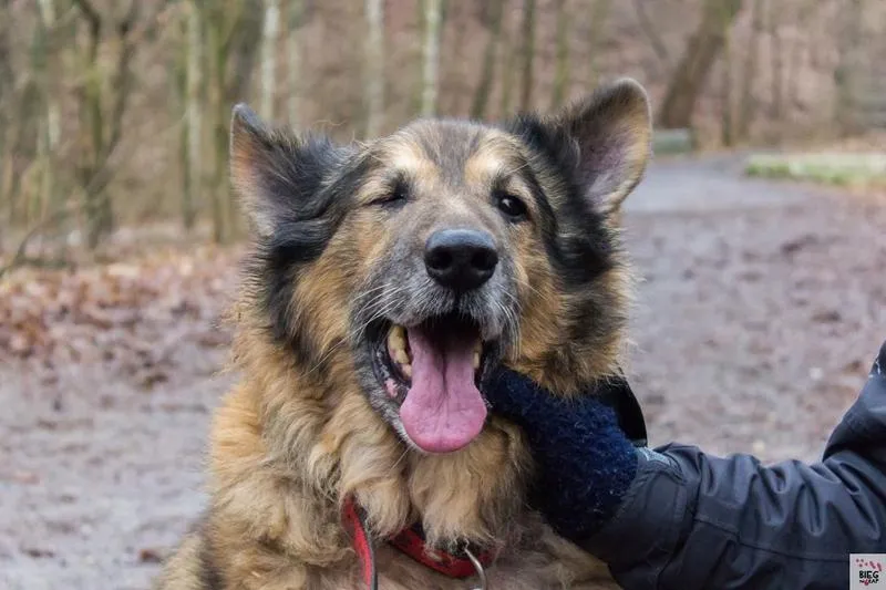 Czemu Twój Pies Wybiera Koc Pod Kocem? Odkryj Przyczyny Jego Zachowania!