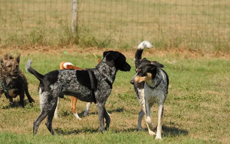 Czy psy naprawdę rozumieją, co się do nich mówi? Oto, co mówią badania!