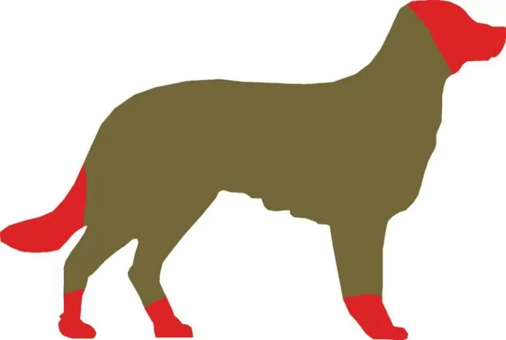 Dlaczego niektóre psy unikają dotykania swoich łap?