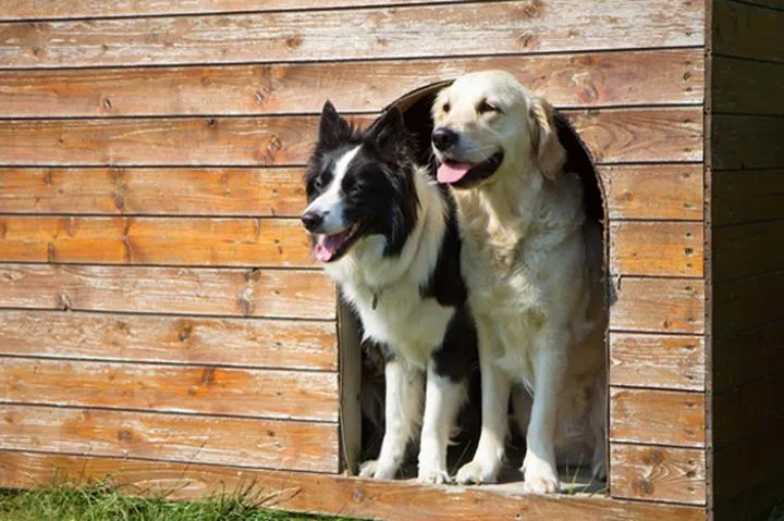 Dlaczego Twój pies unika spania w budzie? Oto powody, które warto poznać