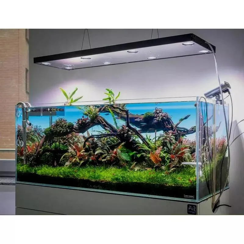 Jak długo powinno świecić światło w akwarium? Przewodnik dla akwarystów