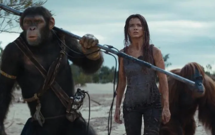 Jak długo trwa fascynujące królestwo planety małp?