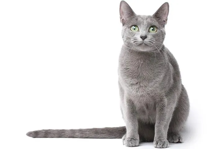 Jak długo żyje kot rosyjski niebieski? Poznaj jego tajemnice zdrowego życia