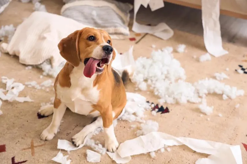 Jak pomóc psu, który boi się różnych sytuacji?