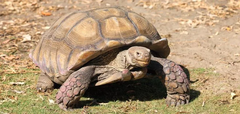 Jak przygotować żółwie stepowe na zimę: co jedzą w chłodne dni?