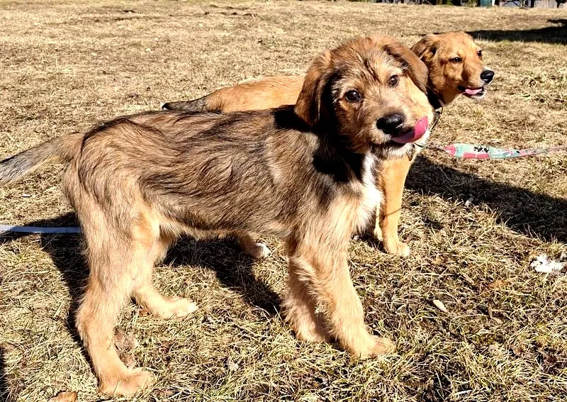 Jak skutecznie nauczyć czystości swojego 4 miesięcznego psa?
