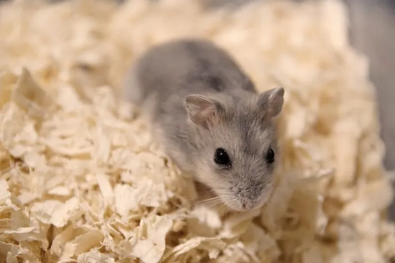 Jak skutecznie odróżnić płeć chomika dżungarskiego?