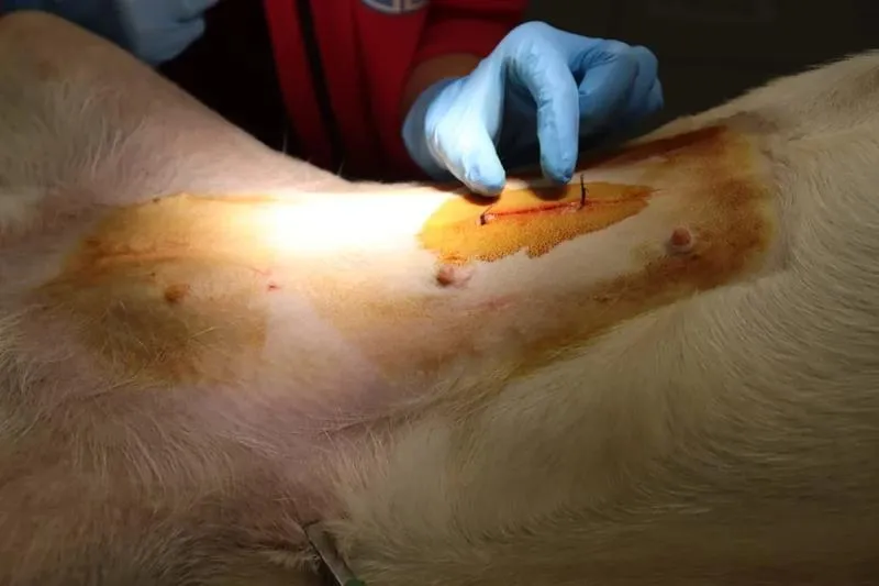 Jak zmienia się zachowanie psa po kastracji?