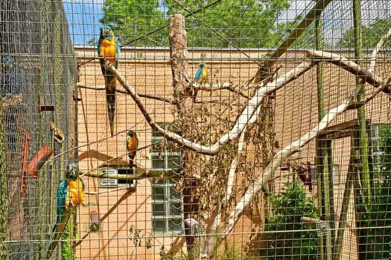 Jakie papugi najlepiej sprawdzą się w woliery zewnętrznej?