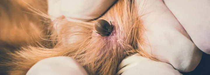 Kiedy pojawiają się objawy boreliozy u psa – jak długo trzeba czekać?