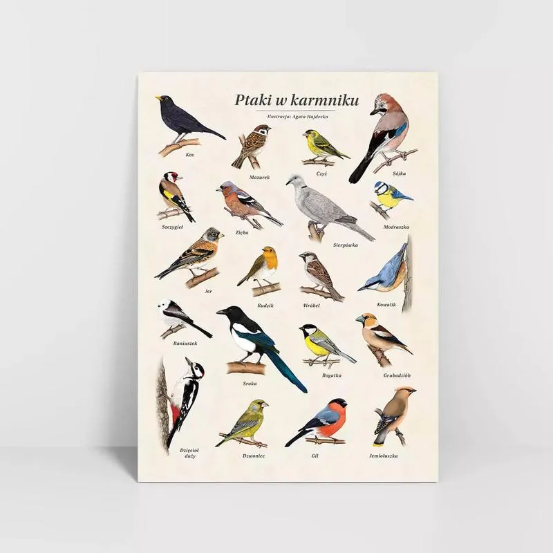 Odkrywamy tajemnice: dlaczego ptaki latają – fascynująca prezentacja