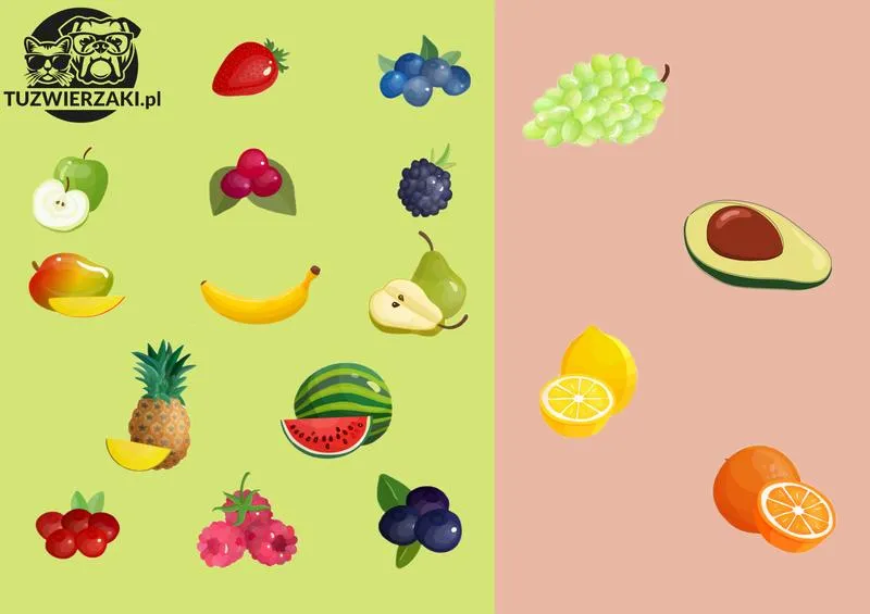 Owoce dla psów – które rasy mogą je zjadać bez obaw?