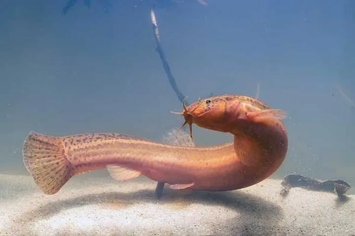 Ptak, który piszczy wieczorem – odkryj jego tajemnice