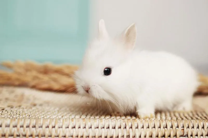 Sekrety skutecznej hodowli miniaturowych królików – wszystko, co musisz wiedzieć