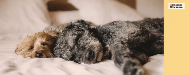 Skuteczne sposoby, jak oduczyć psa spania na kanapie