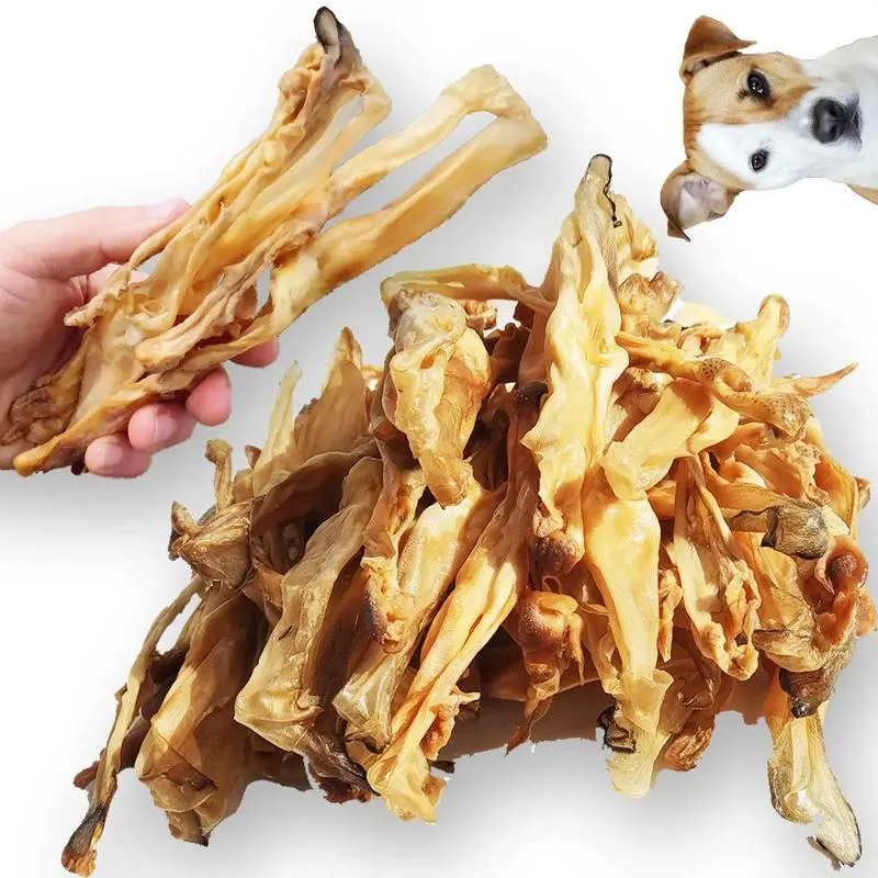 Sposoby na harmonijne współżycie królika z psem – jak oswoić te dwa zwierzęta?