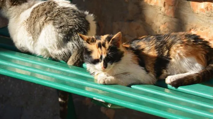 Zrozumienie rui u kota: jakie objawy powinny nas zaniepokoić?