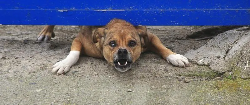 Zwierzęta przenoszące wściekliznę – co powinieneś wiedzieć?