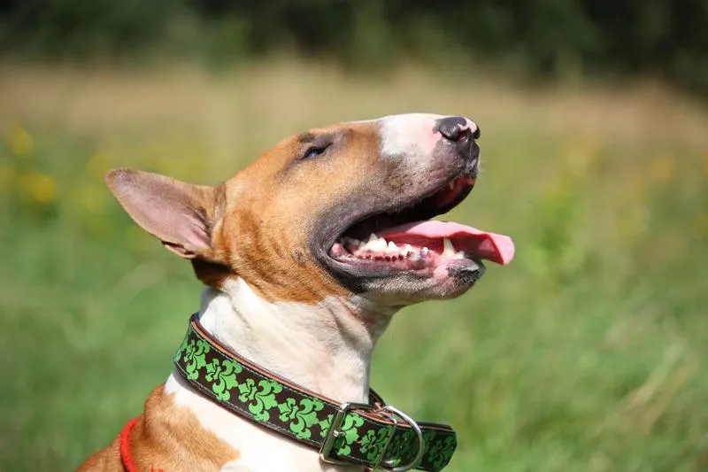 Agresywne zachowania psów