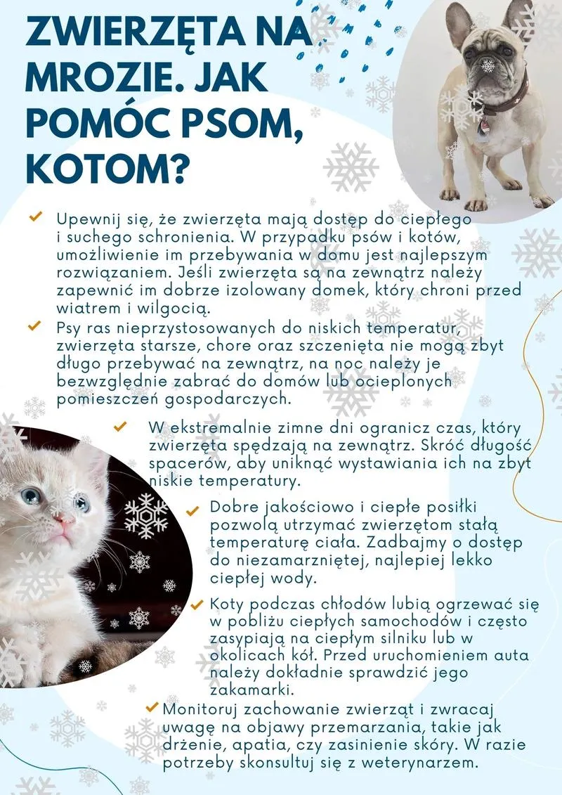 Bezpieczeństwo podczas pomocy psom