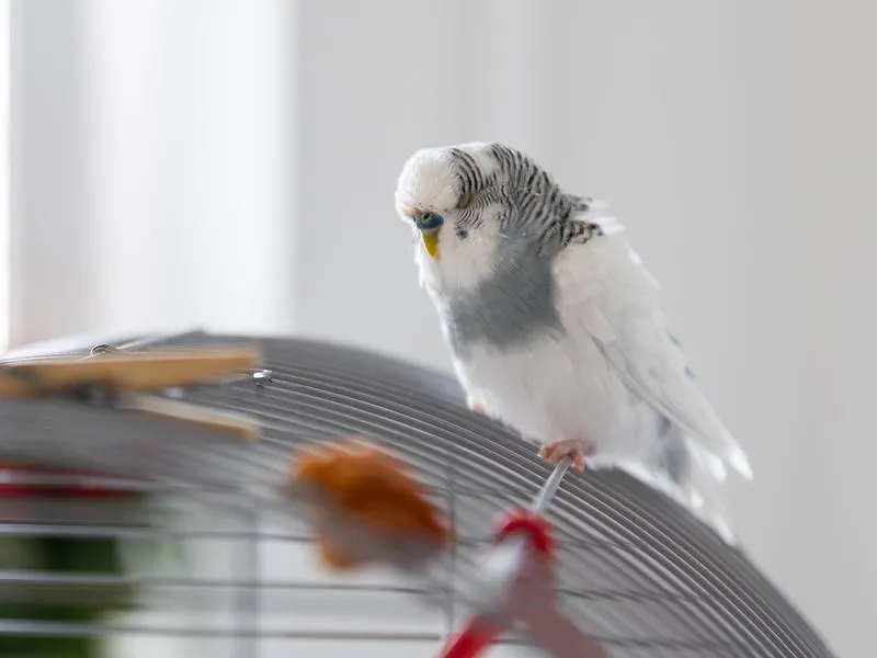 Budowanie więzi z papugą falistą