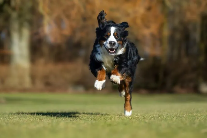 Budowanie więzi z psem
