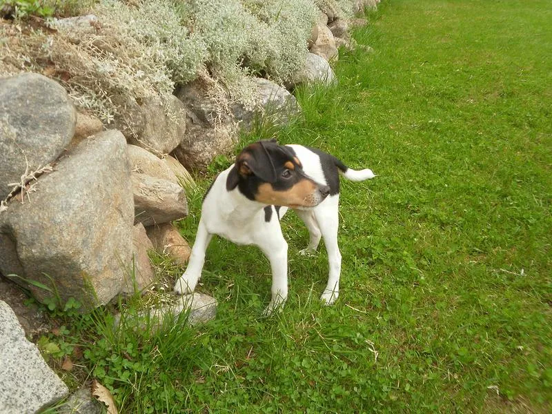 Cechy idealnego psa wiejskiego