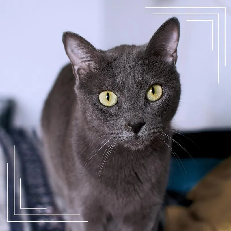 Charakter i temperament kota rosyjskiego niebieskiego