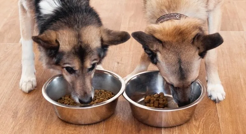 Częstotliwość karmienia psa