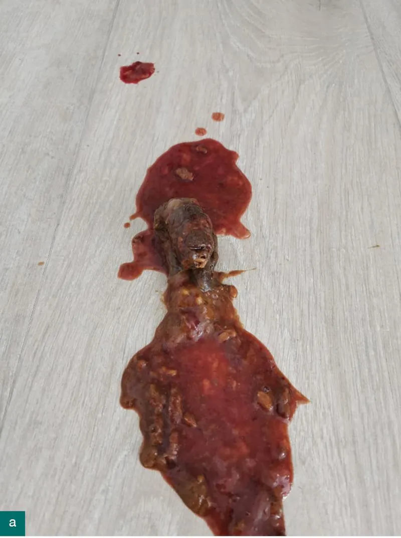 Dieta dla psa z biegunką