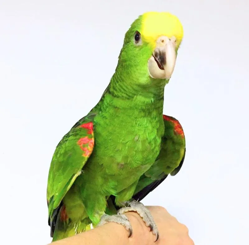 Dieta papugi amazonki