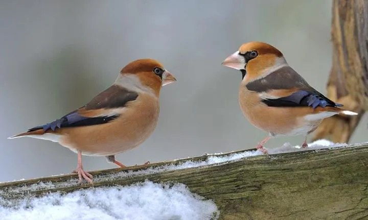 Dokarmianie ptaków w mieście
