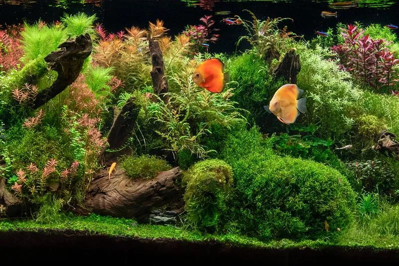 Gotowe podłoża akwariowe