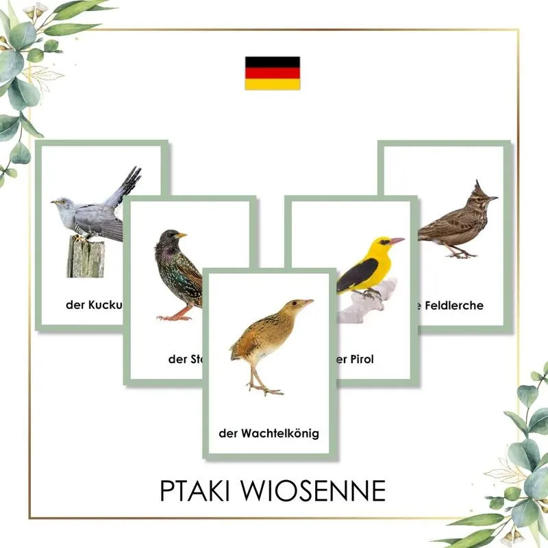 Jak obserwować ptaki