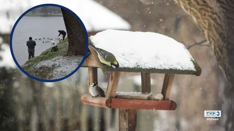 Jak postępować z rannym ptakiem