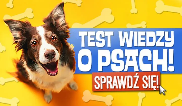 Jaki pies do ciebie pasuje