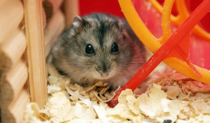 Jakie akcesoria dla chomika