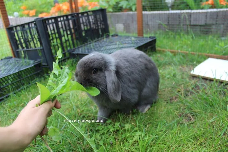 Kluczowe składniki diety królików