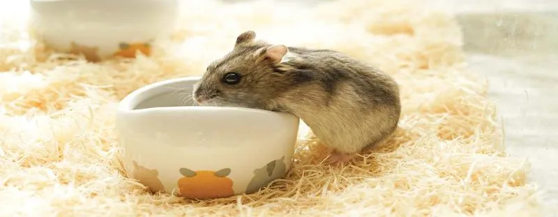 Koszt akcesoriów dla chomika