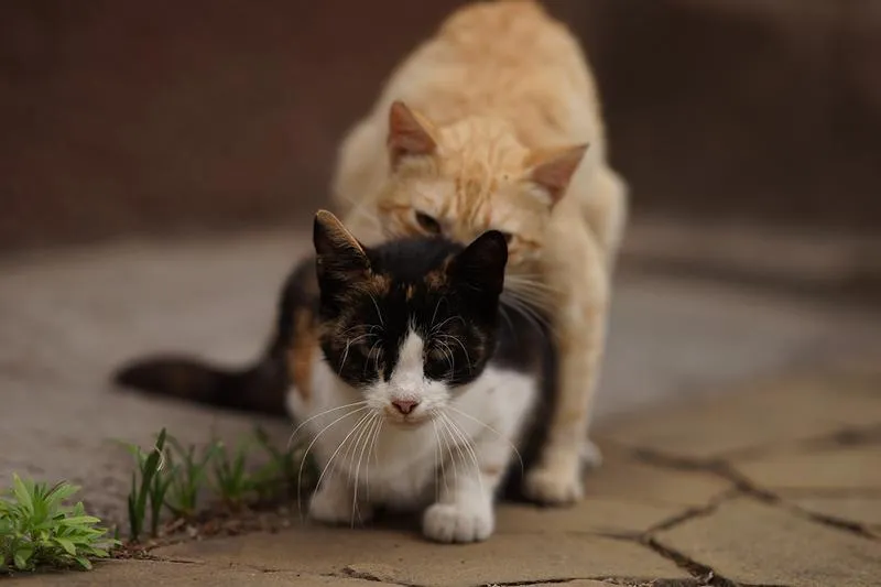 Łagodzenie objawów rui