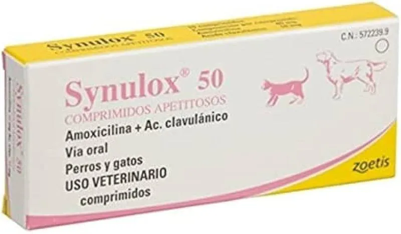 Leczenie chorób u psów