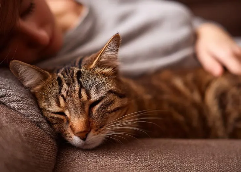 Leczenie przeziębienia u kota