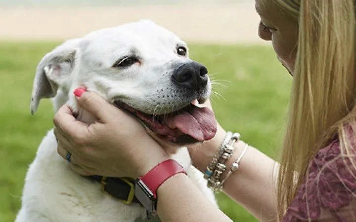 Lęk separacyjny u psa
