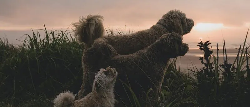 Metody oduczenia psa wycia