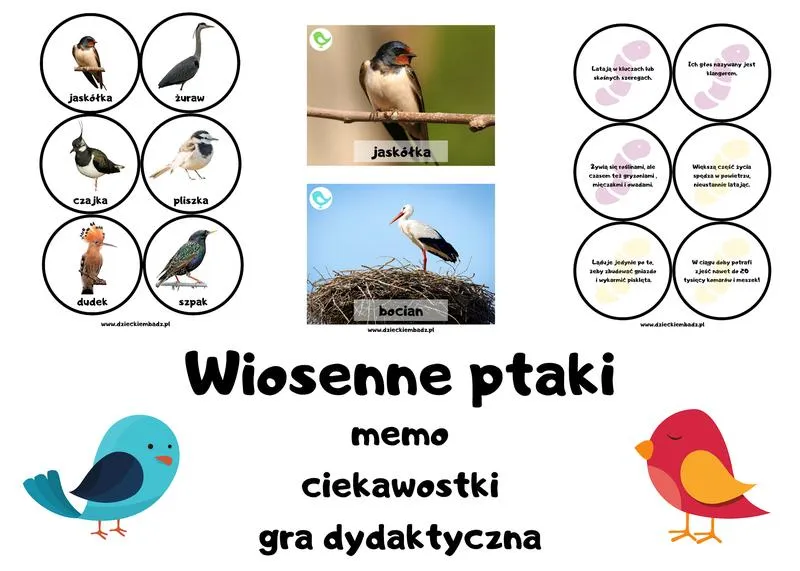 Migracje ptaków do Polski