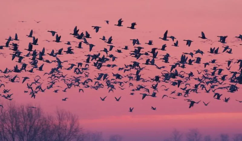 Migracje ptaków na północ